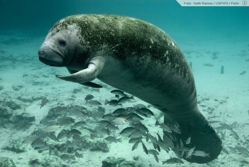 Peixe-boi, mamífero típico de águas fluviais (Foto: Reprodução)