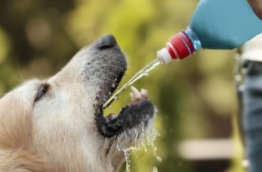 Especialistas alertam sobre os cuidados com os pets no calor